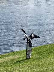 Anhinga anhinga