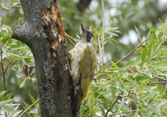 Picus viridis