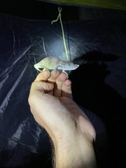 Kinyongia magomberae