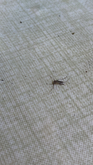 Aedes