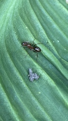 Formicinae