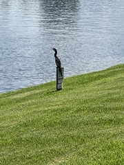 Anhinga anhinga