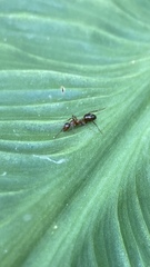 Formicinae