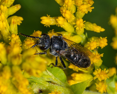 Sphecodes
