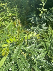 Gleditsia triacanthos