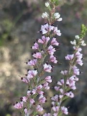 Erica placentiflora