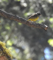 Geothlypis tolmiei