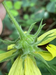 Helianthus tuberosus