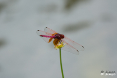 Trithemis aurora