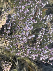 Erica placentiflora