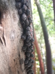 Tuberolachnus salignus