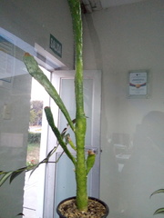 Austrocylindropuntia subulata