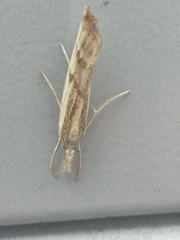 Agriphila inquinatella