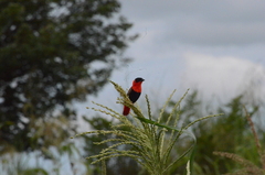 Euplectes franciscanus
