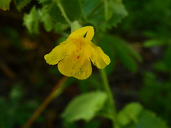 Erythranthe tilingii