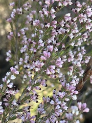 Erica placentiflora