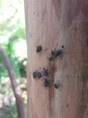 Tuberolachnus salignus