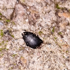 Histeridae
