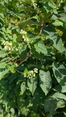 Fallopia