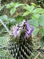 Oecanthus nigricornis