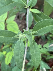 Helianthus tuberosus