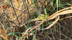 Ophiogomphus cecilia