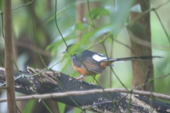 Copsychus malabaricus