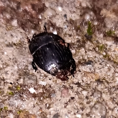 Histeridae