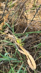 Ophiogomphus cecilia