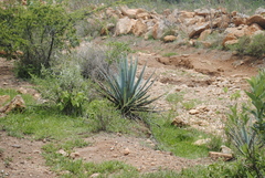 Agave tequilana