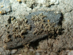 Phaeophyscia nigricans