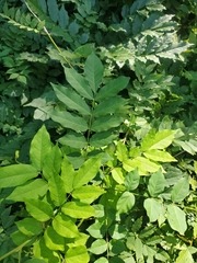 Wisteria floribunda