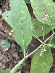 Helianthus tuberosus