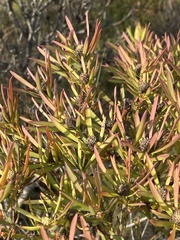 Leucadendron salignum