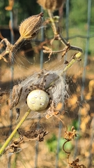 Araneus quadratus