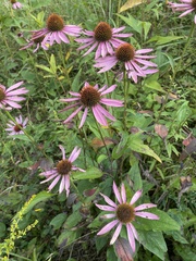 Echinacea purpurea