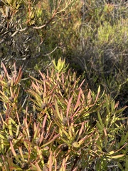 Leucadendron salignum