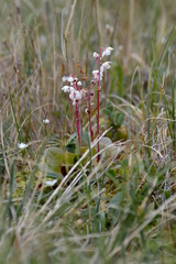 Pyrola