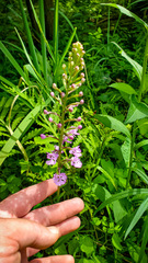 Platanthera psycodes