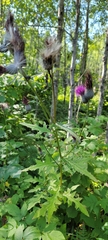Cirsium muticum