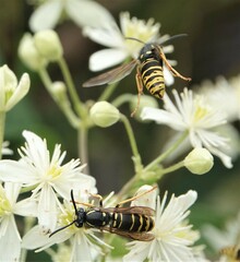 Vespula vidua
