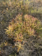 Leucadendron salignum