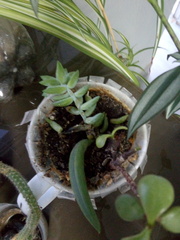 Crassulaceae