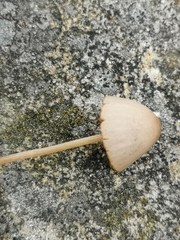 Conocybe apala