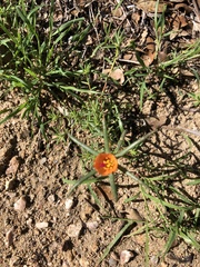 Caryophyllales