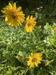 Silphium perfoliatum