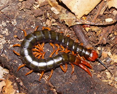 Cormocephalus westwoodi
