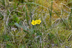 Saxifraga hirculus