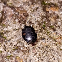 Histeridae