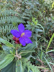 Melastomeae